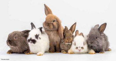 Bunniekins_0-1744507770182.jpeg