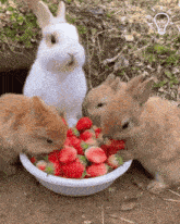 cute-rabbit-rabbit.gif