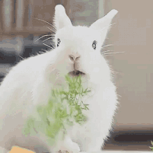 bunny-bunny-rabbit.gif