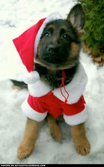 christmaspup.jpg