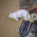 Arlo is asleep