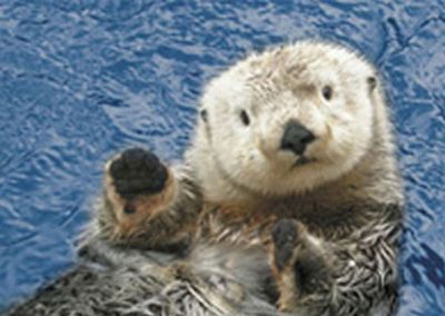 waving-animals-4.jpg