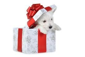 Christmas gift pup.jpeg