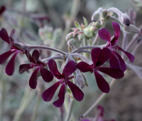 Pelargonium sidoides