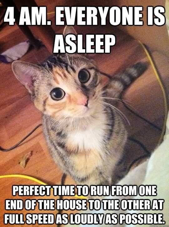 4-Am-Everyone-Is-Asleep-Funny-Cat-Meme-Image.jpg