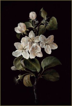 Apple blossom Barbara Dietzsch.jpeg