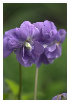 Parma Violet