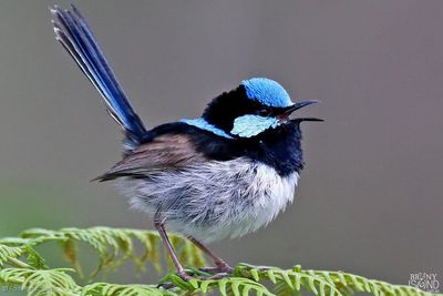 superb-fairy-wren-rod-hartvigsen-1000x667-L2Q4610.jpeg